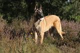 MALINOIS 002